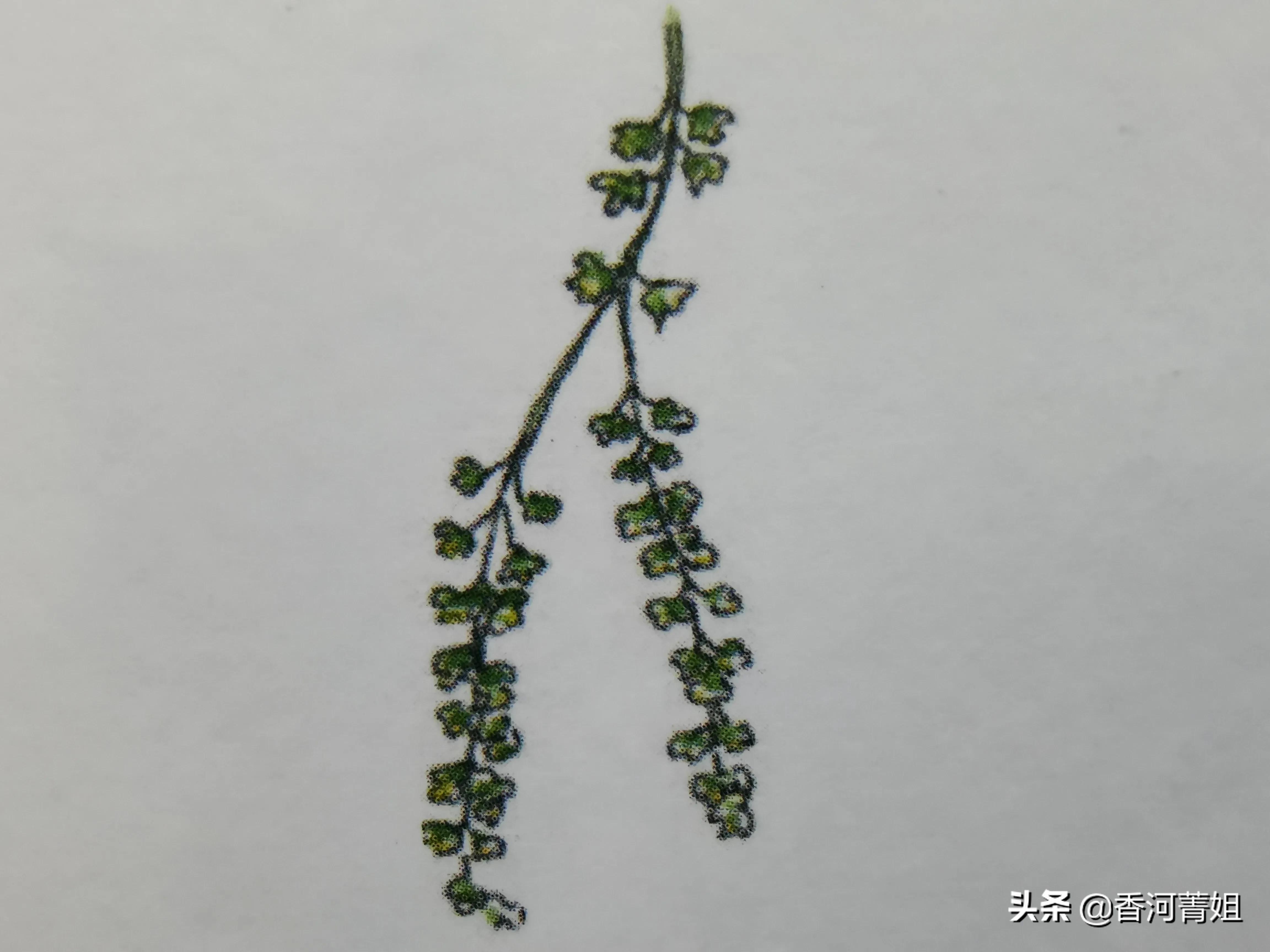 落羽松,落羽杉木材加工厂