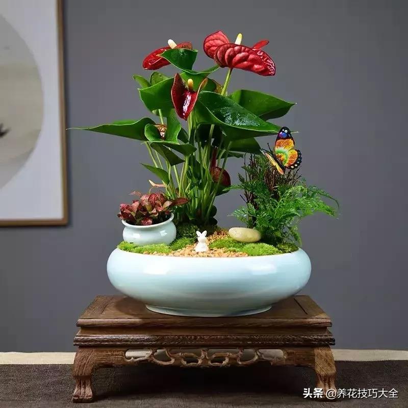 家里适合养几盆红掌,红掌养阳台招财吗