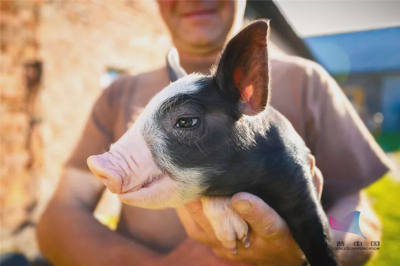 乌鸡黑肉,乌鸡黑枸杞黑蒜
