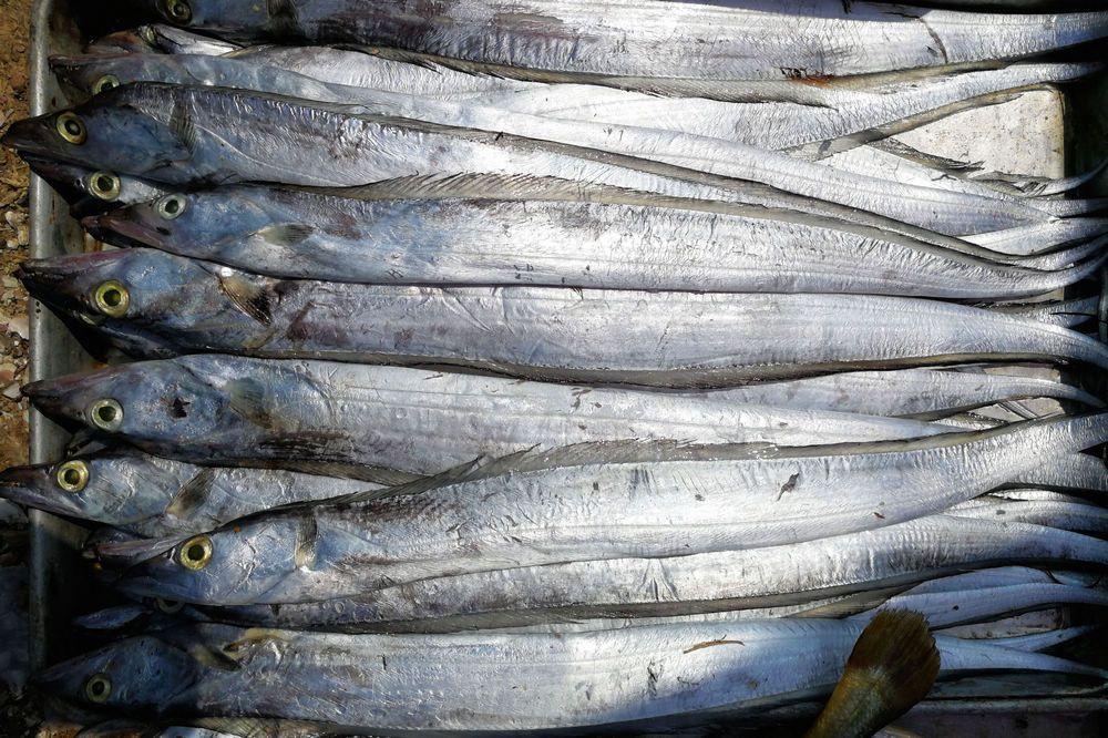 进口带鱼什么时候便宜,买带鱼贵好还是便宜好