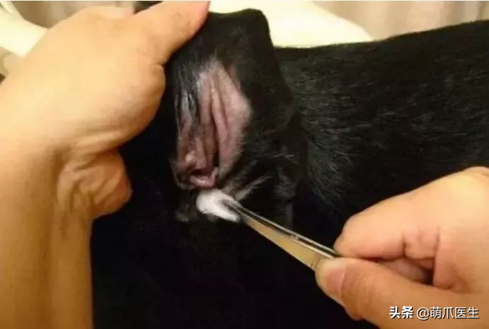给猫狗清洁耳道切勿用镊子缠棉花捅插，这样做才是正确做法