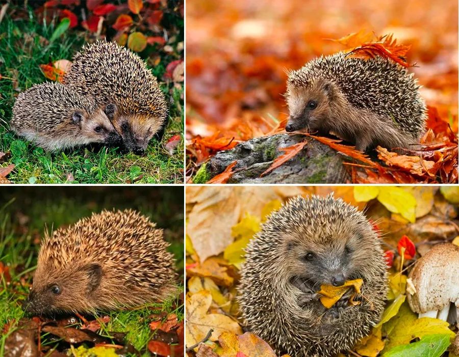 儿童画教程｜幼儿秋季艺术启蒙课程《小刺猬搬果果》