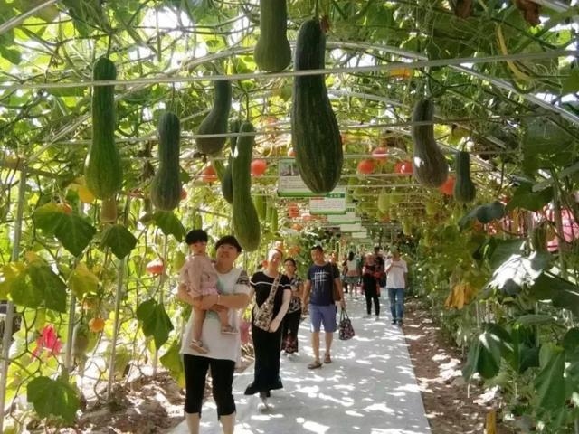 平罗乡村振兴,石嘴山旅游项目开发的数据