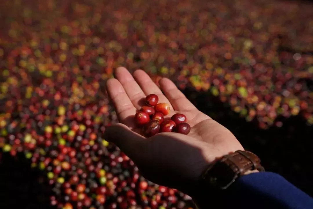 来版纳感受一下不一样的风情,来版纳旅游