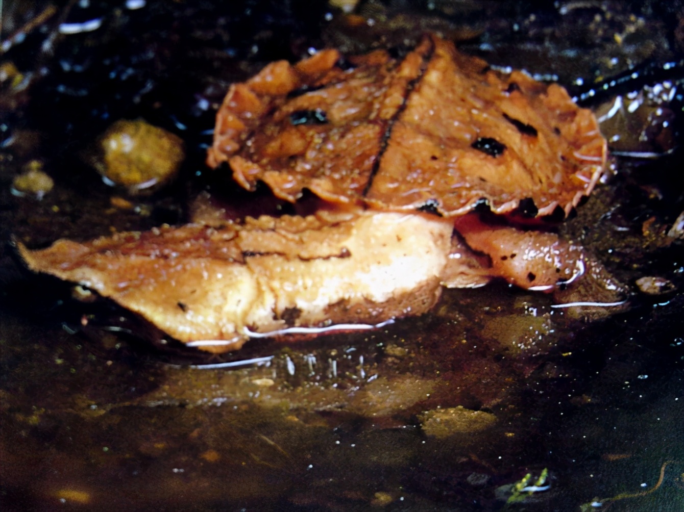 龟类大百科,大眼睛龟类