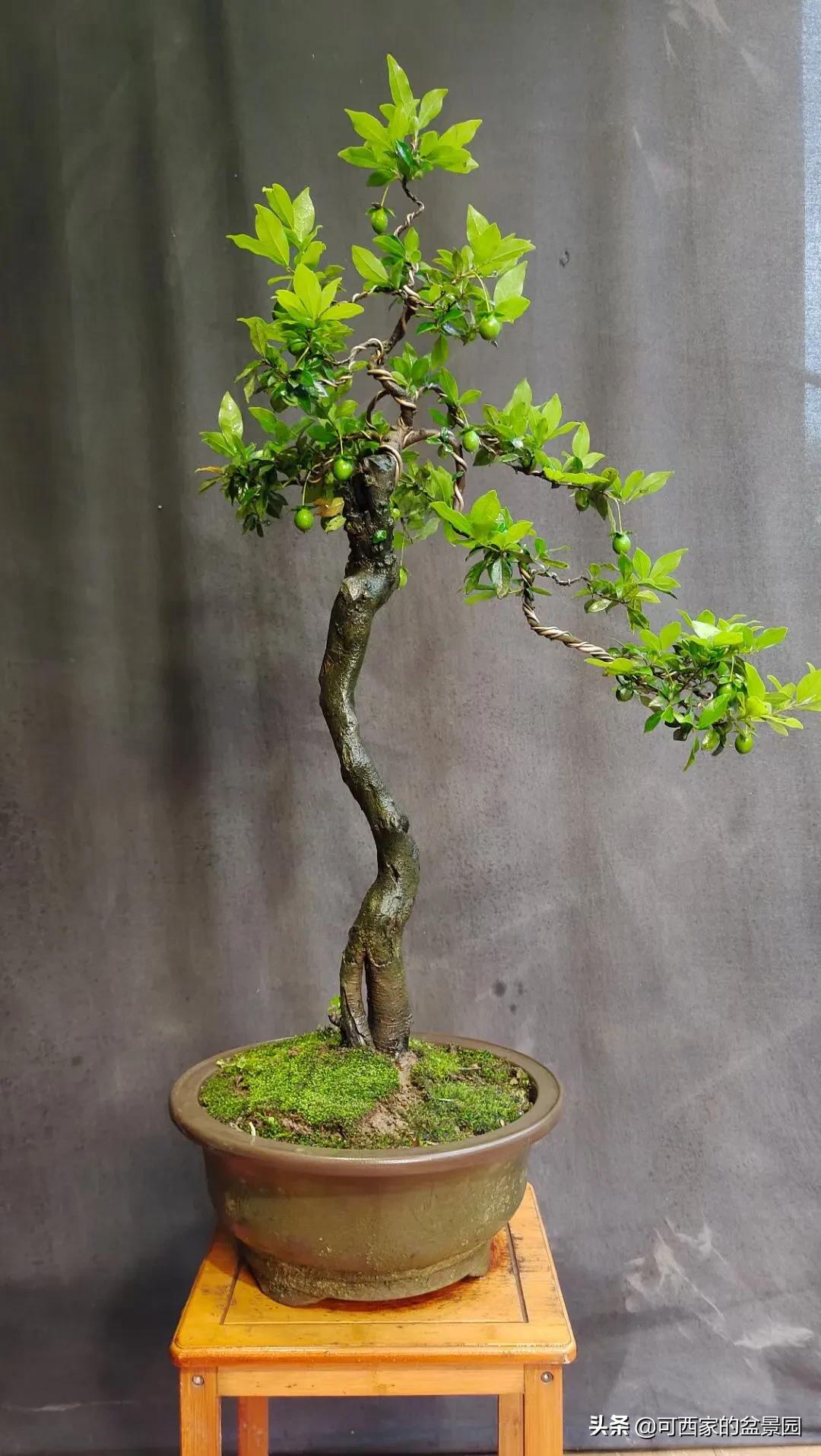 金弹子是十大名贵盆景吗,金弹子盆景什么时候开花结果