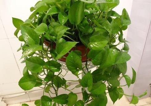 养绿萝,埋上几粒“煮豆豆”,胜过养花肥,油光锃亮爬满墙