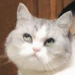 全网推荐好玩又便宜的猫咪玩具,最便宜又实用的猫玩具