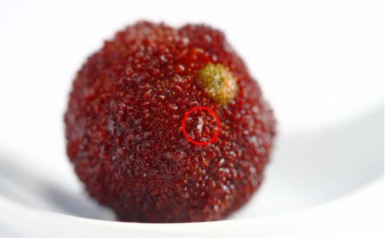 杨梅里的小虫子怎么清洗,杨梅里面有虫子怎么清洗