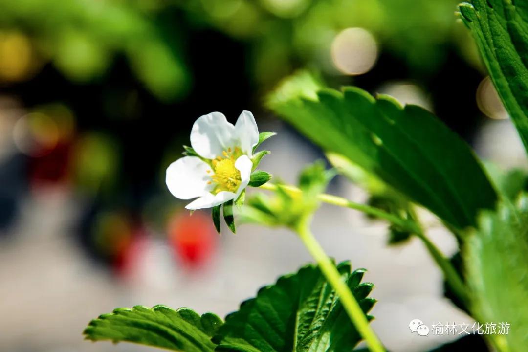 榆阳区周末游玩推荐,榆林芹河旅游