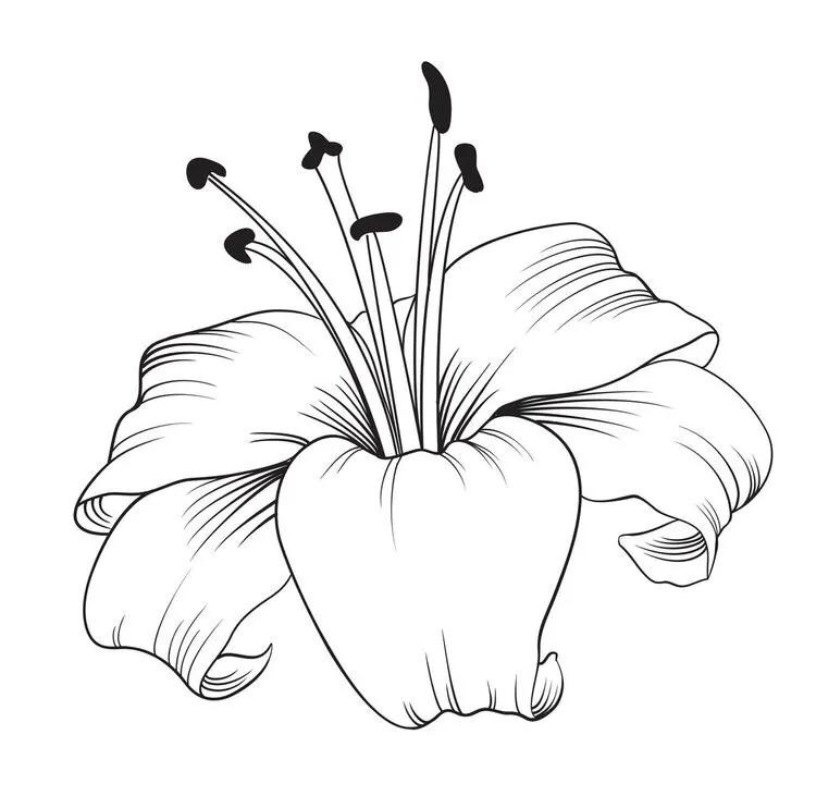 白描花卉线稿初学者,100幅白描花卉图片