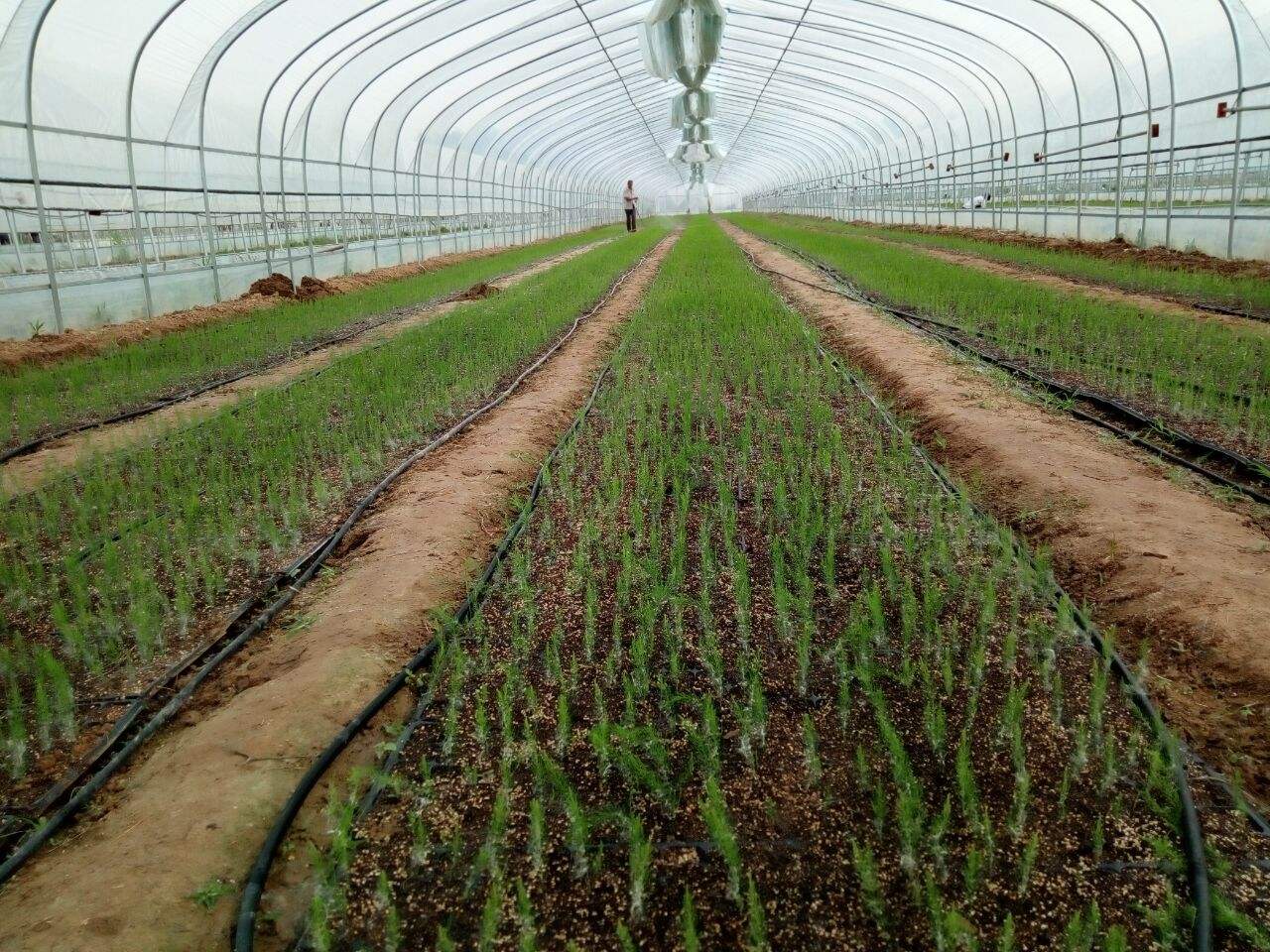 芦笋一年收几次种植方法和时间,芦笋的种植要种多长时间才有收获