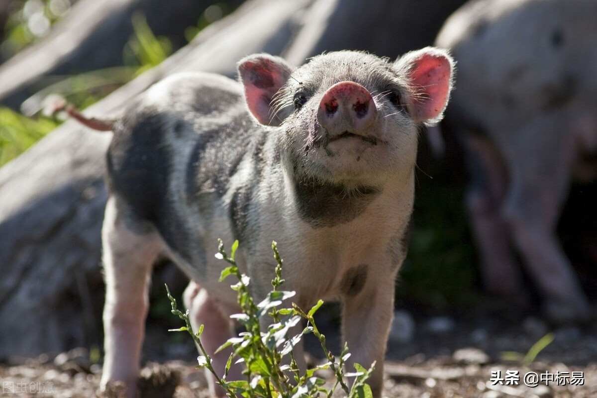 招投标套路有多深！​血泪史“老司机”告诉你