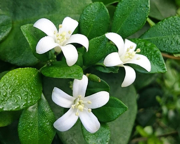 七里香、九里香、百里香人人喜欢种，你知道它们的区别吗？