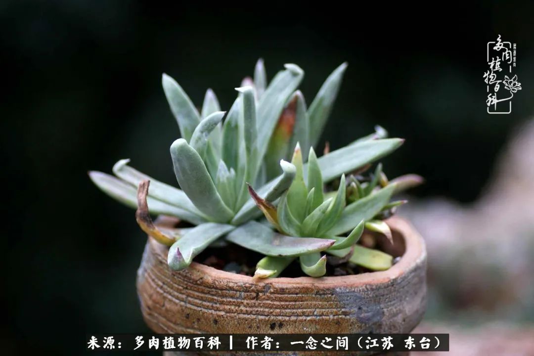 一见多肉误终生,一见多肉误终生从此入了养花坑