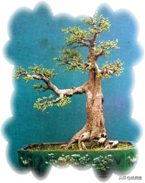 丛林式盆景欣赏,盆景欣赏及制作