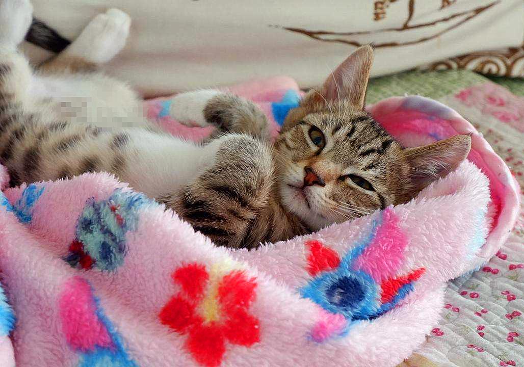 特殊时期如何做好宠物清洁工作?这两点最重要,但仍需注意安全