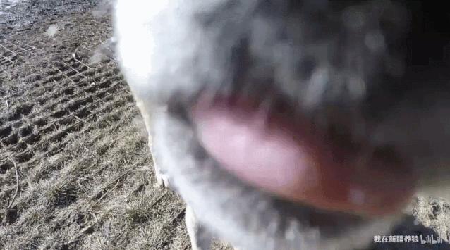 这位“女汉子”在*疆新**，把狼养成了哈士奇，就是经常揍狼的那个