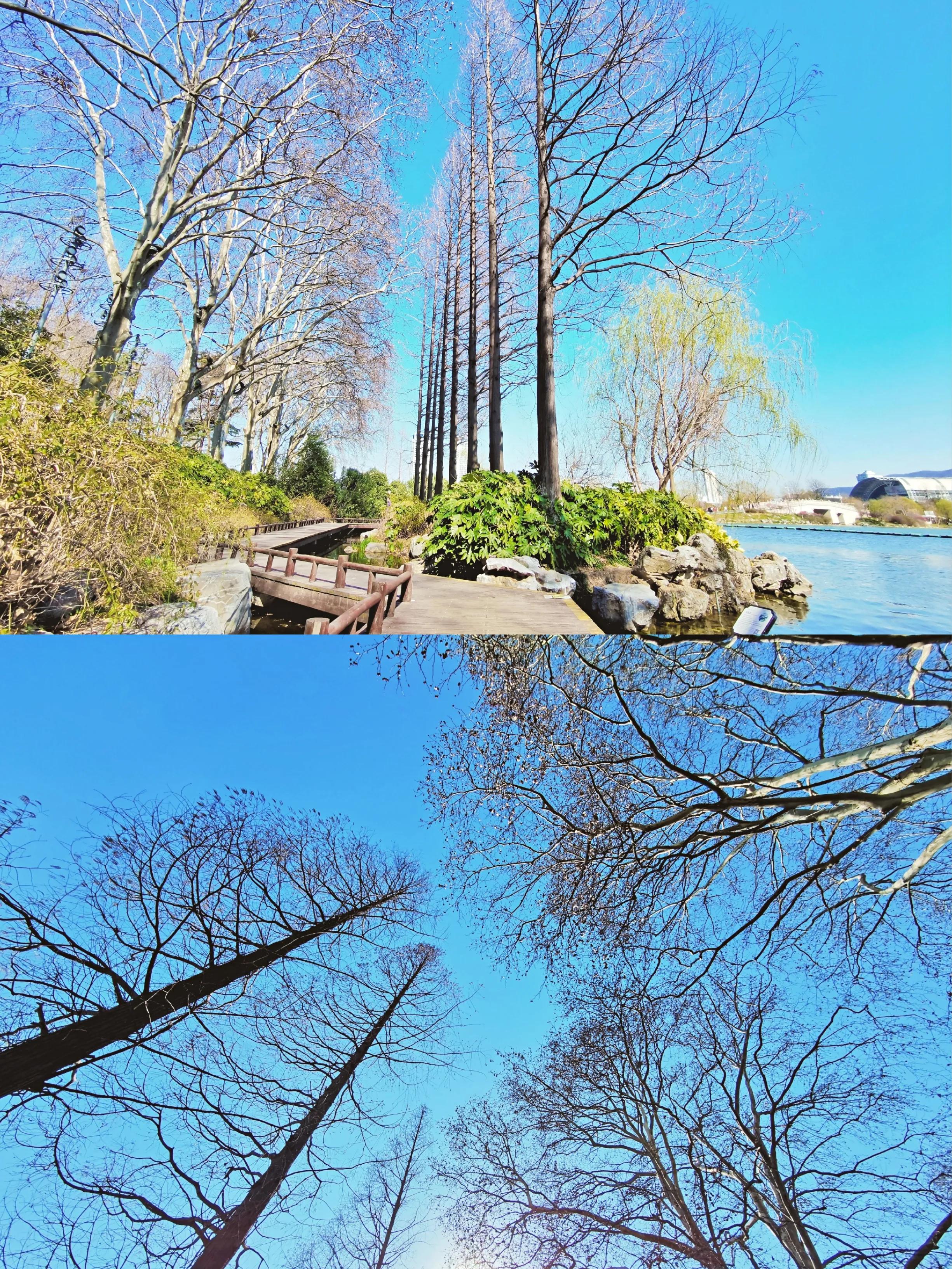 没有人可以拒绝冬天的大理,玄武湖的春天太美了