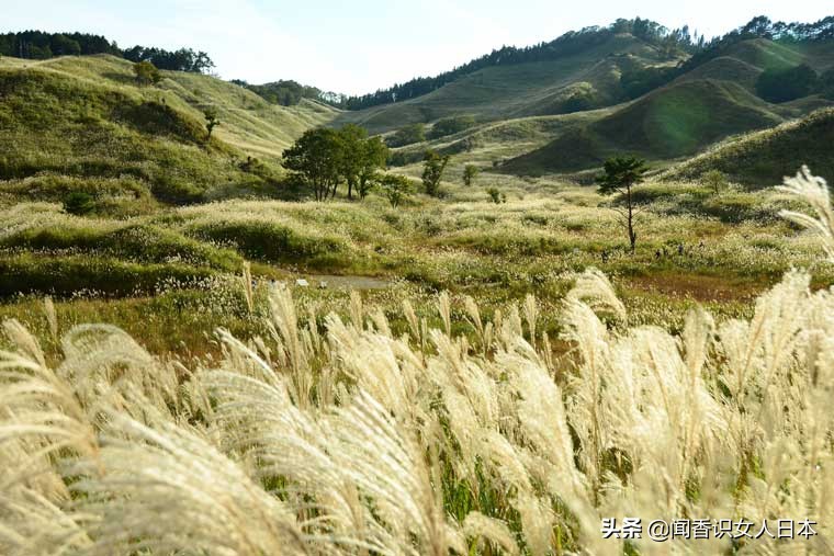 黄金色的芒草，让秋天多了份文艺的风情，日本国内最美芒草名所