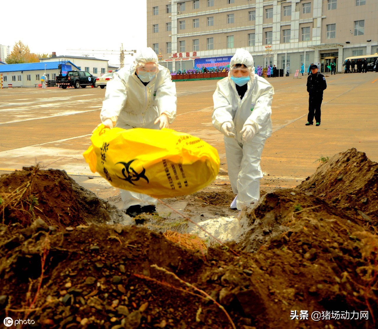 养猪行业未来5年大难题,养猪行业出路在哪里