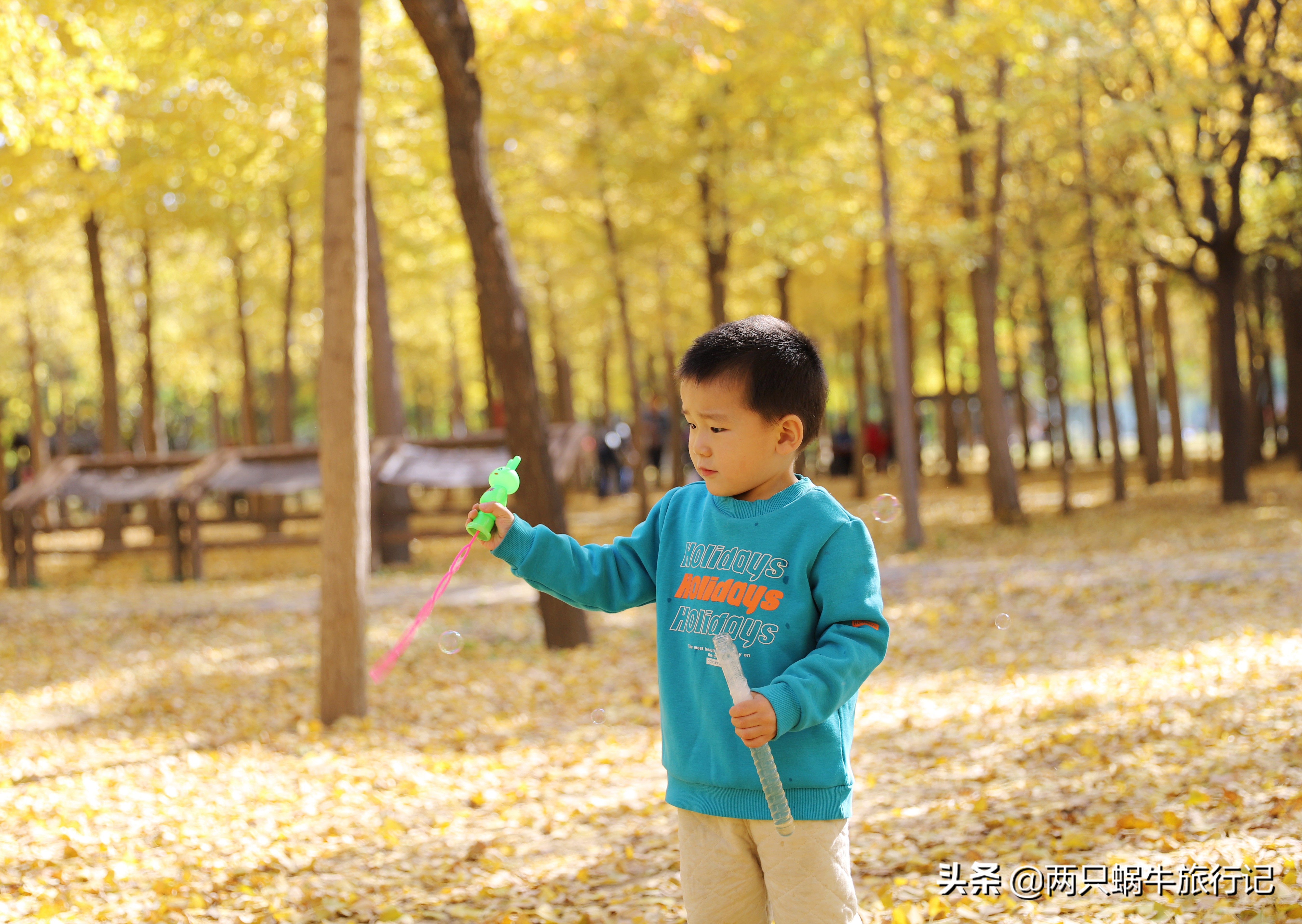 秋天落叶自然的调色盘,调色盘秋天