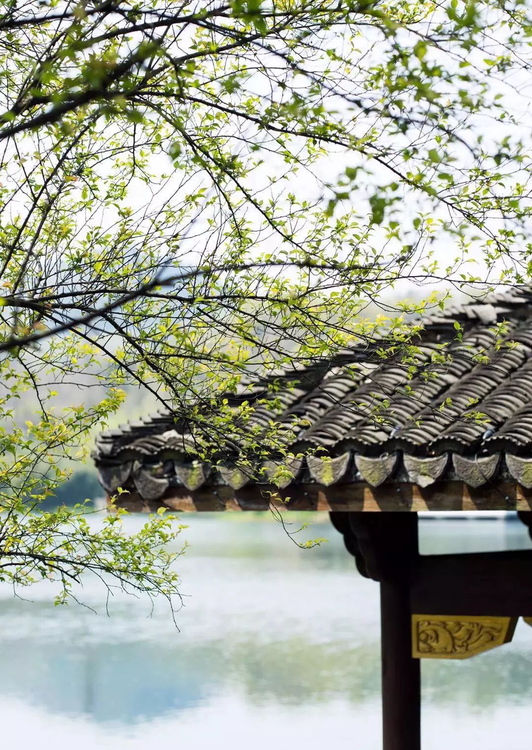 清明过后天空就明净了,今日清明万物生长清洁明净