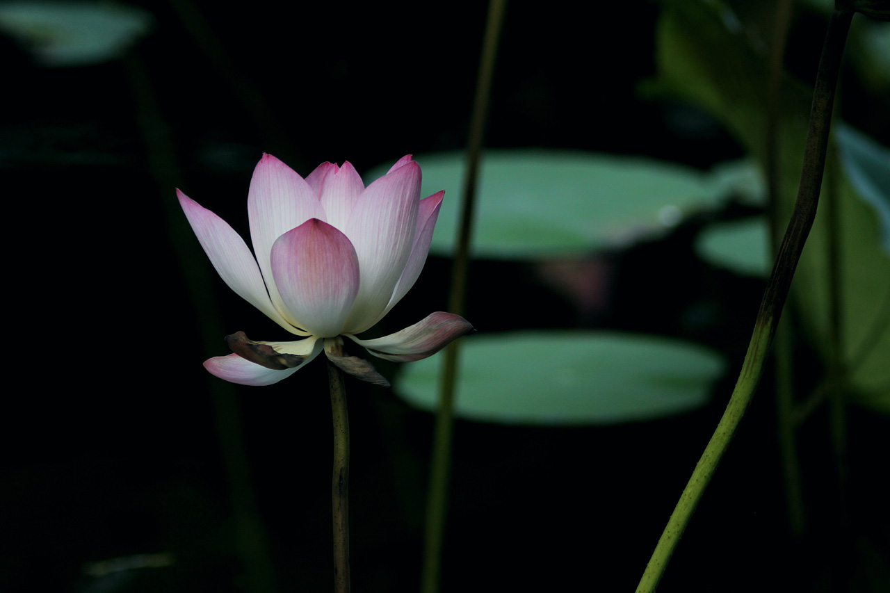 佳能1d4哪年发布的,佳能1d4还值不值得买