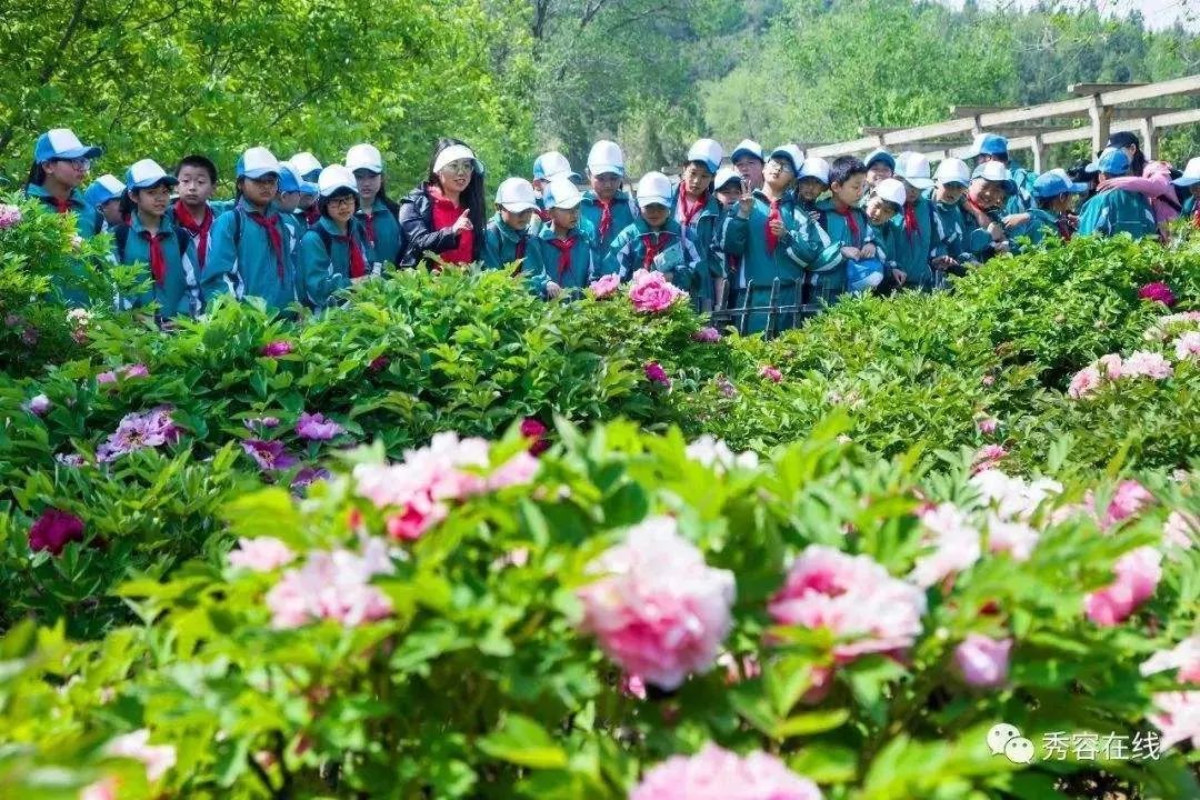 华酝牡丹园紫藤花,华酝牡丹园格桑花
