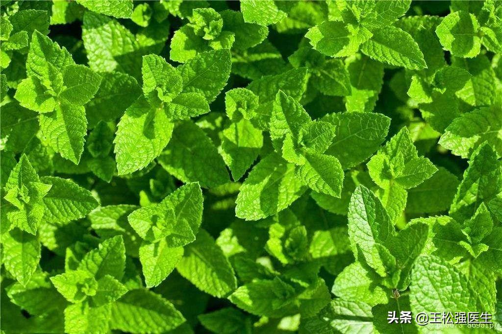 中药薄荷功效作用,中药薄荷介绍视频