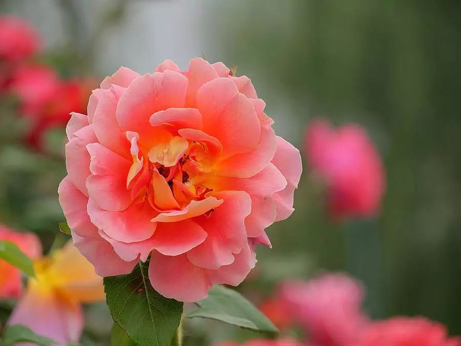 这几种花不要养老桩，否则很容易不开花