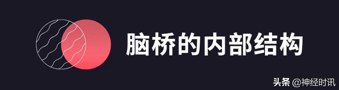 脑干解剖,脑干神经解剖