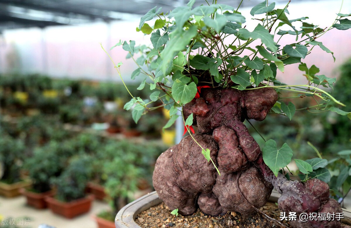 安全有效美容,最有效安全无副作用的美容方式