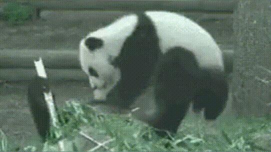 出生率越来越低未来会怎么样,出生率跌破1%20年后会怎样