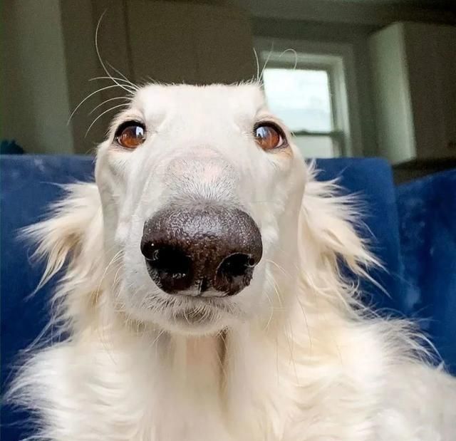 短腿柯基跟长腿柯基,鼻子很高的柯基