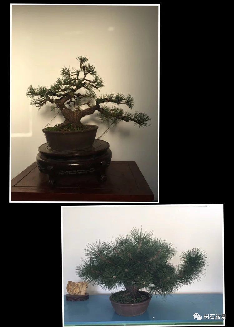 杨派盆景传承人,杨派盆景非遗传承人