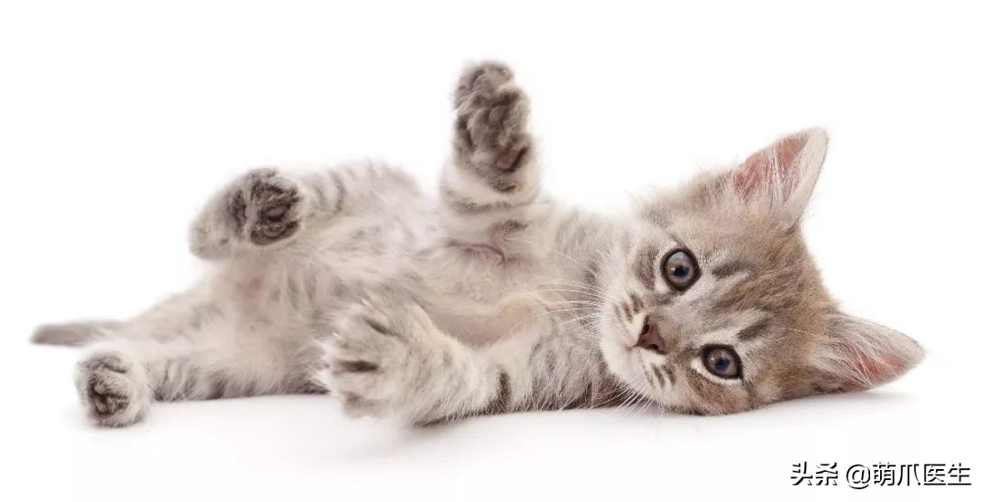 小奶猫太粘人了怎么办,小奶猫太粘人不停的叫