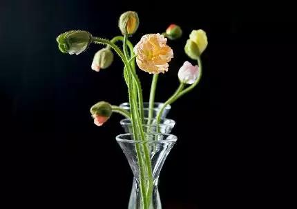 每日送花花语,花语大全送花的讲究