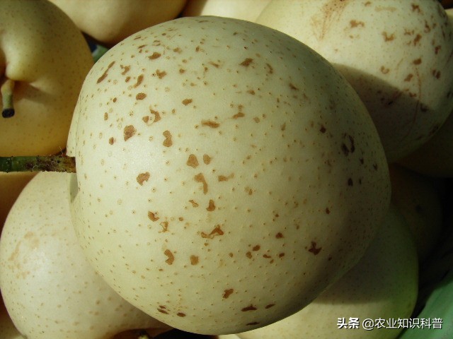 果实套袋的利与弊,果实套袋的好处