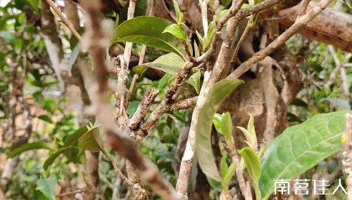 冰岛五寨糯五价格,冰岛五寨谁最有性价比