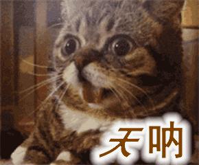 李佳琦叫卖都不管用！双十一猫咪用品这些坑得避