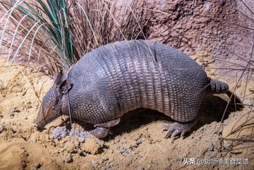 除了蝙蝠外的十二种野生动物,除了蝙蝠还有哪些野生动物不能吃