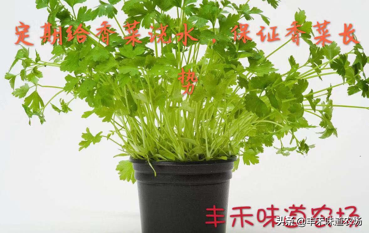 在家如何种植车厘子,车厘子自由种植