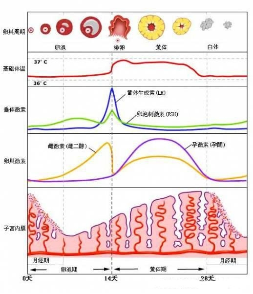 促黄体生成素lh试纸可以测怀孕吗,lh促黄体生成素卵泡期多少正常