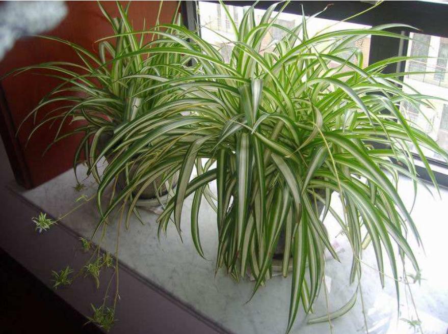 金边吊兰怎么养才能在旁边长侧芽,春天怎么让金边吊兰多发侧芽