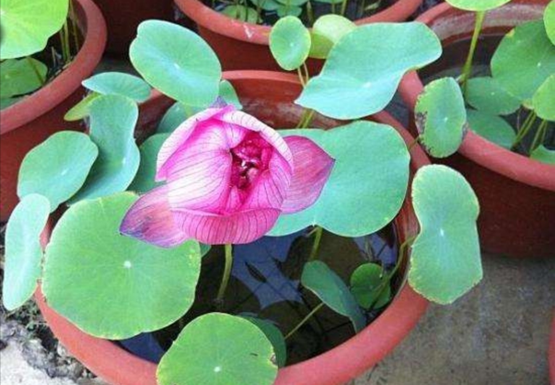 碗莲在家怎么养才能开花多,怎么养碗莲才能养得好