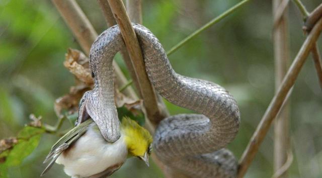 蜜獾大战眼镜蛇名副其实的蛇克星,大连岛上上万条毒蛇放两只蜜獾