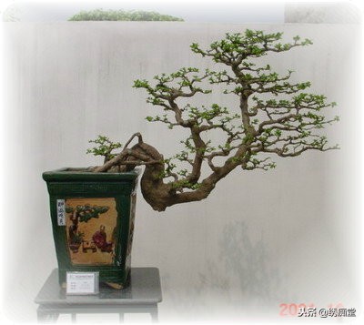 丛林式盆景欣赏,盆景欣赏及制作