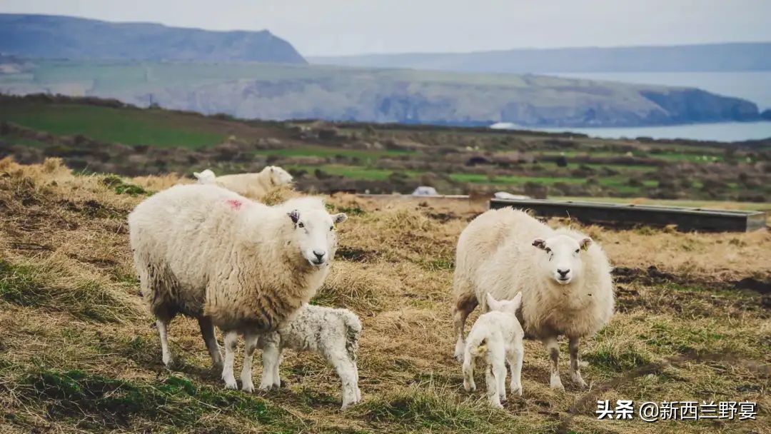 livinwild,livinwild澶滃鐚伯鍜嬫牱