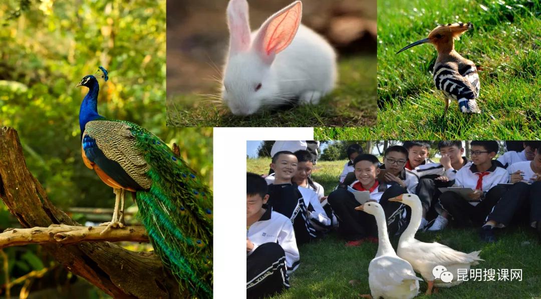 2018年云大附中呈贡高考喜报,云大附中呈贡校区2019高考喜报